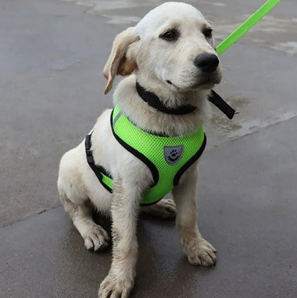 Harnais Petit Chien - DogHarnessLeadLeash™ - Vert - Tout pour Papattes