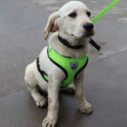 Harnais Petit Chien - DogHarnessLeadLeash™ - Vert - Tout pour Papattes
