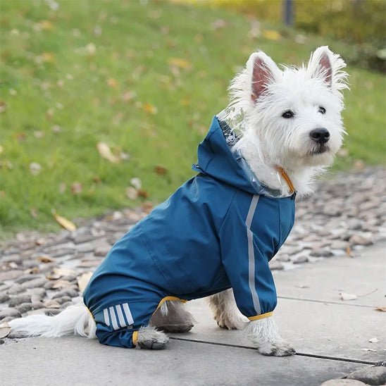 impermeable pour chien pawveralls bleu westie assis trottoir observe