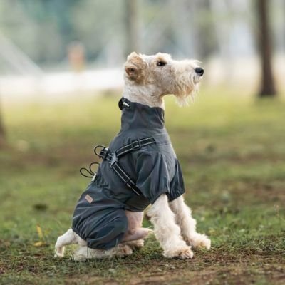 impermeable pour chien weathershield gris fox terrier assis sur herbe dans parc boise
