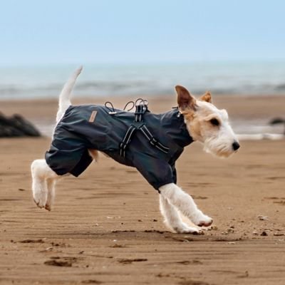 impermeable pour chien weathershield gris laser fox terrier coure et joue sur plage