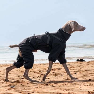 impermeable pour chien weathershield gris levrier se promene sur la plage