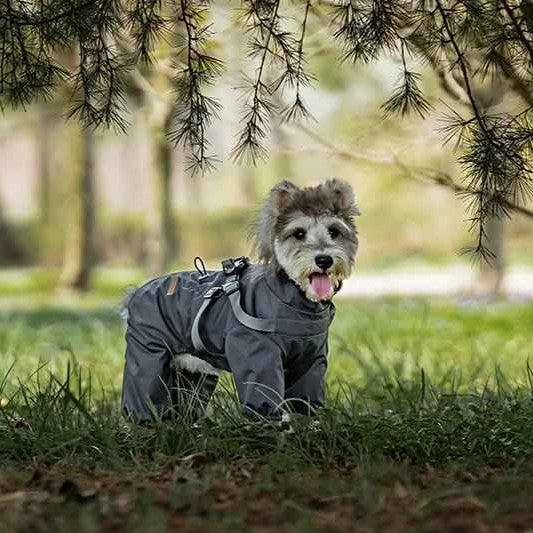impermeable pour chien weathershield gris schnauzer sous coniferes