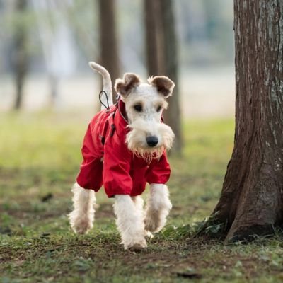 impermeable pour chien weathershield rouge fox terrier se promene entre les arbres