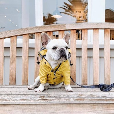 impermeable pour chien yellowmatelot bouledogue francais assis sur banc devant vitrine