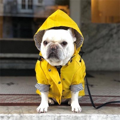 impermeable pour chien yellowmatelot bouledogue francais assis trottoir porte capuche