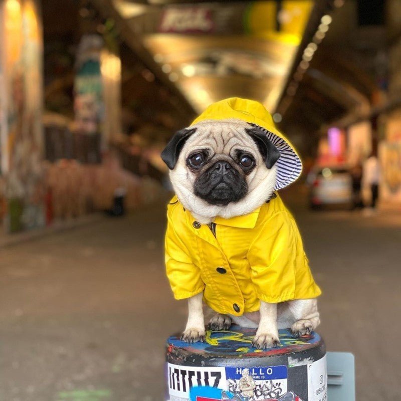 impermeable pour chien yellowmatelot carlin assis pot peinture graffitis