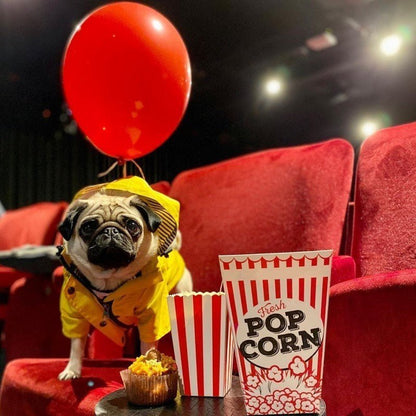 impermeable pour chien yellowmatelot carlin cinema avec pop corn