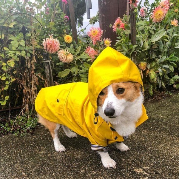 impermeable pour chien yellowmatelot jeune corgi debout devant parterre fleurs