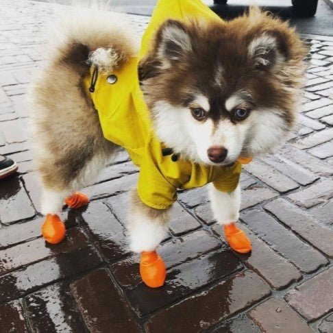 impermeable pour chien yellowmatelot petit chien carrelage trottoir