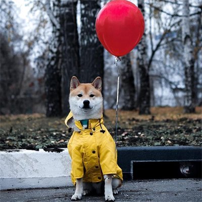 impermeable pour chien yellowmatelot shiba inu assis avec ballon de baudruche