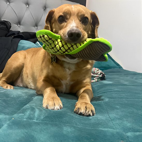 jouet chien funny bone vert petit chien dans le lit