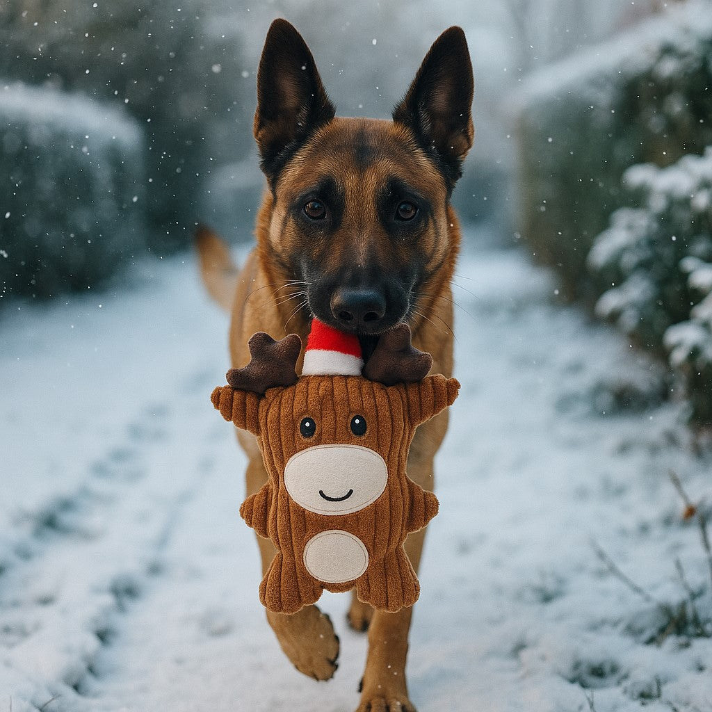jouet pour chien pawluche de noel renne malinois cours dans un jardin avec peluche