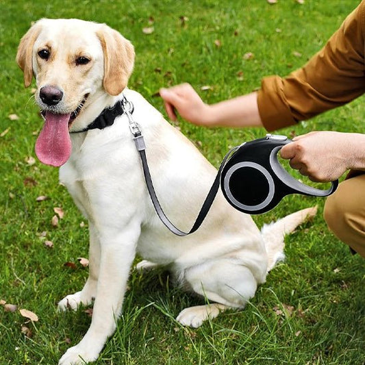 laisse chien caniroll gris labrador