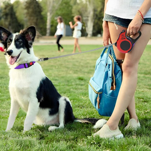 laisse de chien canibone rouge border collie parc
