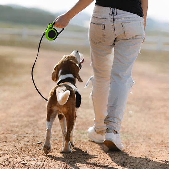 laisse de chien canibone verte beagle balade