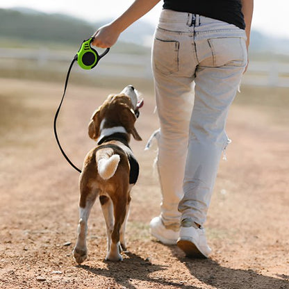 laisse de chien canibone verte beagle balade