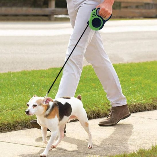 laisse de chien canibone verte jack russell terrier promenade