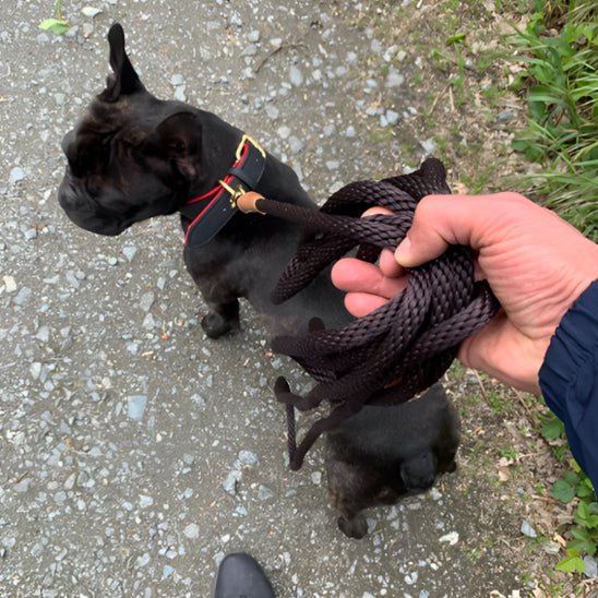 laisse pour chien canicorde chien noir