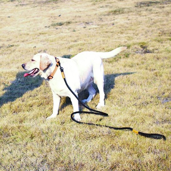 laisse pour chien canicorde labrador blond