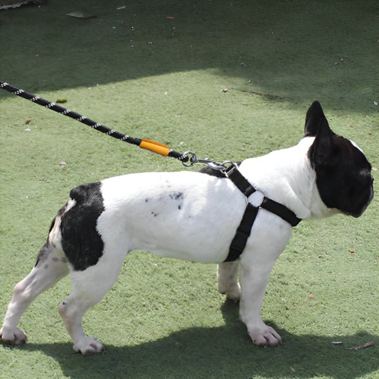 laisse pour chien canicorde pug blanc