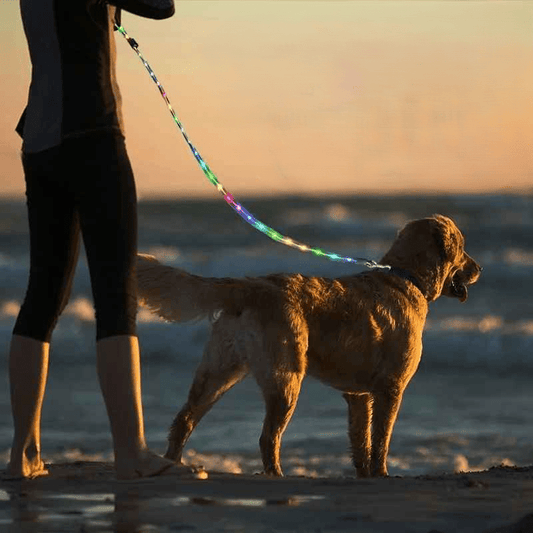 laisse pour chien caniled golden maitresse horizon