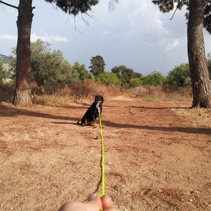 laisse pour chien canilonge jaune chien noir