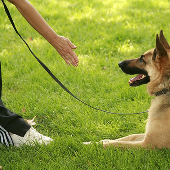 laisse pour chien canilonge noire berger allemand obeissant