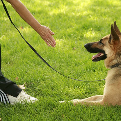 laisse pour chien canilonge noire berger allemand obeissant