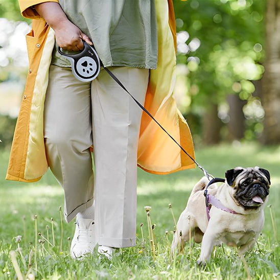 laisse pour chien caniretract carlin promenade maitresse