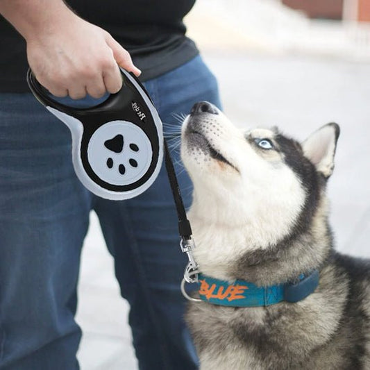 laisse pour chien caniretract husky regarde maitre