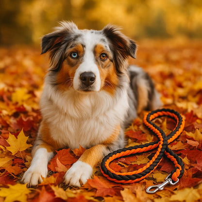 laisse pour chien canirobuste orange noir berger australien feuilles automne