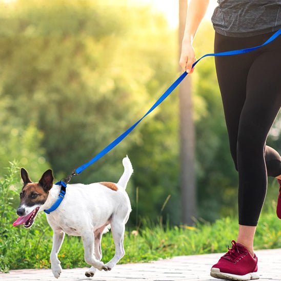 longe chien caniproof jack russel course