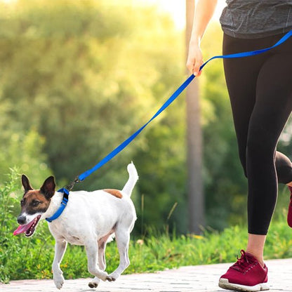longe chien caniproof jack russel course