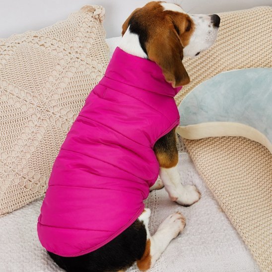 manteau chien pawfect look fuchsia beagle assis de dos