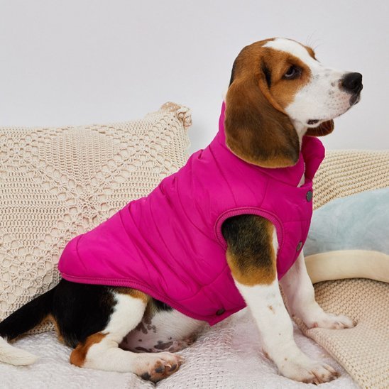 manteau chien pawfect look fuchsia beagle assis de profil