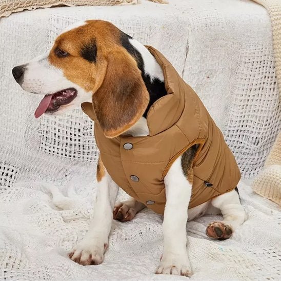 manteau chien pawfect look marron beagle assis de profil