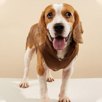 manteau chien pawfect look marron beagle debout de face