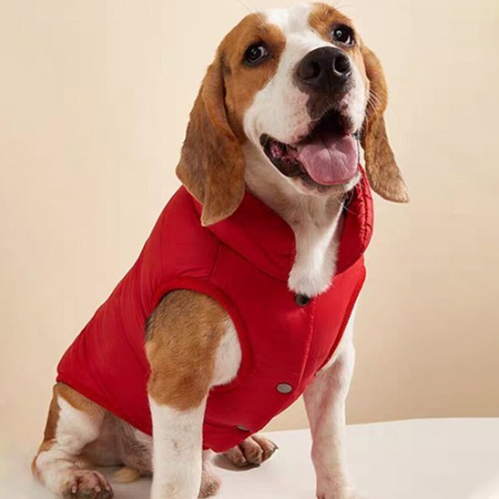manteau chien pawfect look rouge beagle assis heureux de face