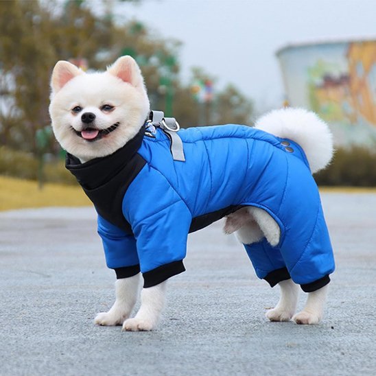 manteau chien wintersuit spitz nain souriant porte bleu