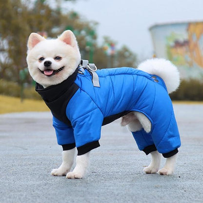 manteau chien wintersuit spitz nain souriant porte bleu