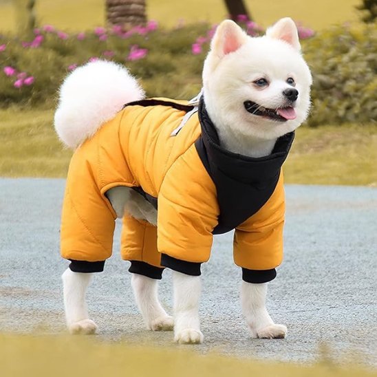 manteau chien wintersuit spitz nain souriant porte jaune