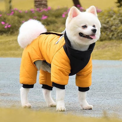 manteau chien wintersuit spitz nain souriant porte jaune