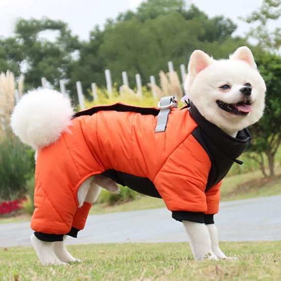 manteau chien wintersuit spitz nain souriant porte orange