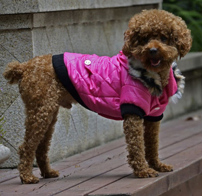 manteau pour chien diamondcoat rose caniche debout sur banc regarde au loin