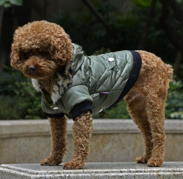 manteau pour chien diamondcoat vert militaire caniche debout sur bordure devant boise parc