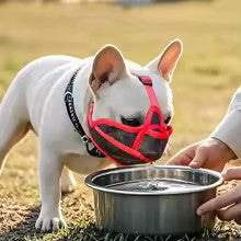 museliere bouledogue francais lufta rouge peut boire aisement dans bol