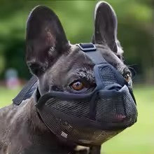 museliere bouledogue francais lufta variante noir sur chien
