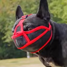 museliere bouledogue francais lufta variante rouge sur chien