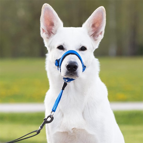 museliere chien fleximuse bleu berger blanc suisse vue de face parc